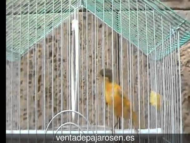 Cria de canarios en casa Estépar?